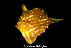 Pygmy leatherjacket - shot taken last week at Shelley Bea... by Michael Gallagher 